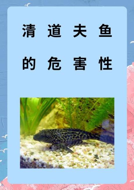 清道夫鱼为什么没人吃