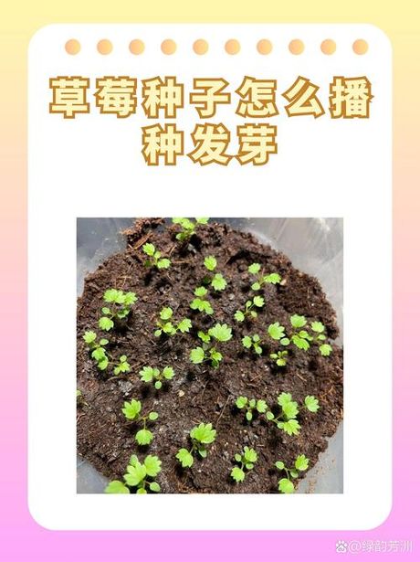草莓籽怎么种植方法，草莓籽的种植方法