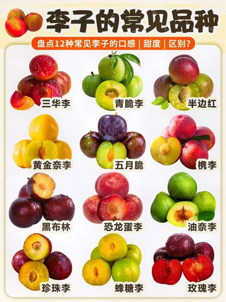 李子一天可以吃几个？