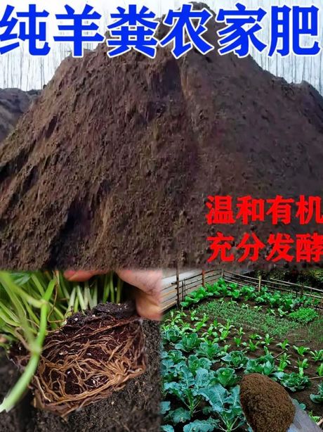 羊粪可以直接做花肥吗？