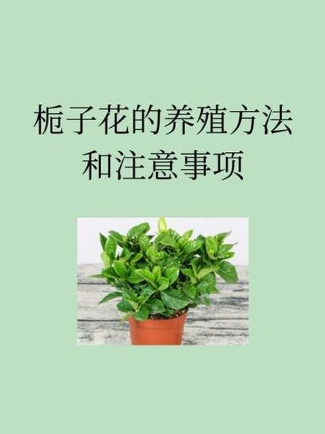 桅子花的养殖方法和注意事项
