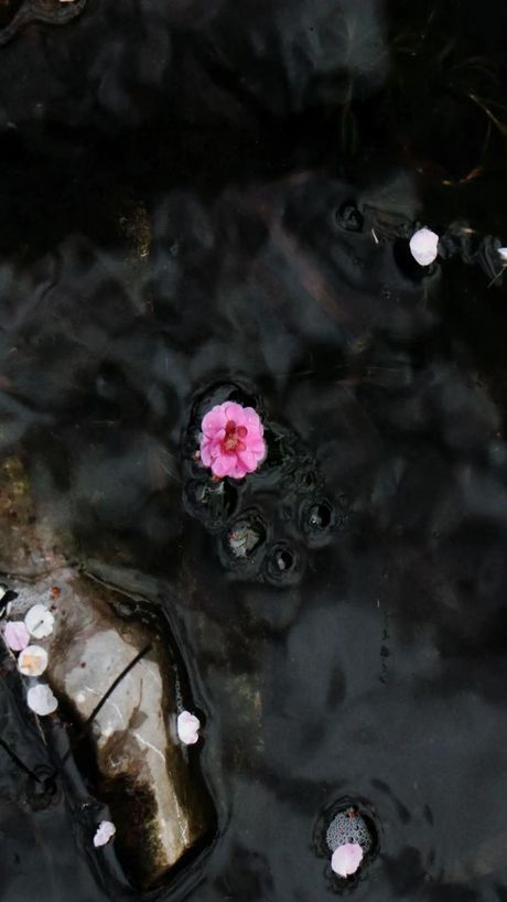 落花有意流水无情：自然现象背后的生态故事