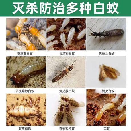 家里出现飞蚁怎么消灭