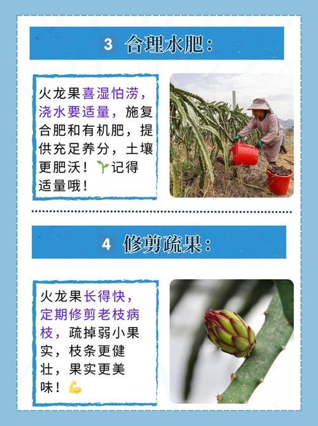 火龙果苗怎么种，火龙果苗种植指南