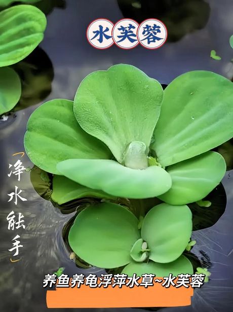 水芙蓉的养护之道