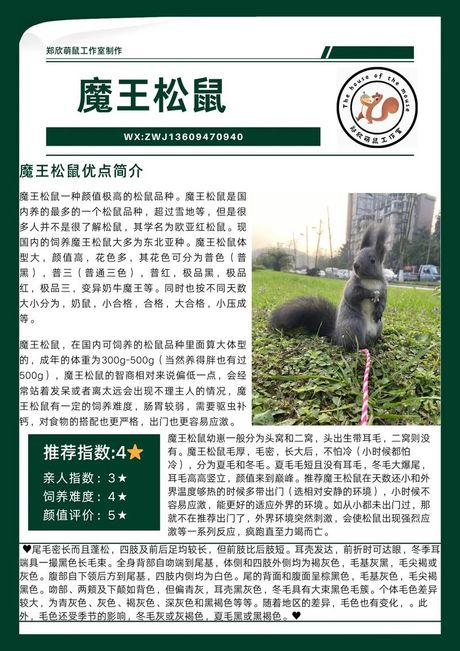 魔王松鼠怎么养，魔王松鼠饲养全指南