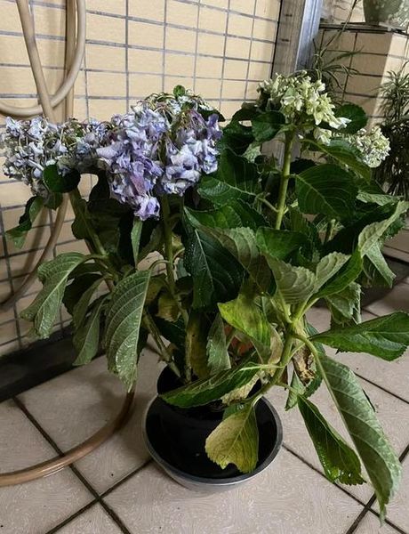 绣球花叶子蔫了怎么办