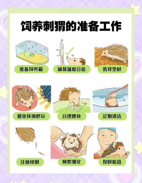野生刺猬怎么养，野生刺猬饲养指南