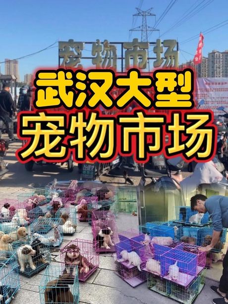 武汉宠物市场探秘