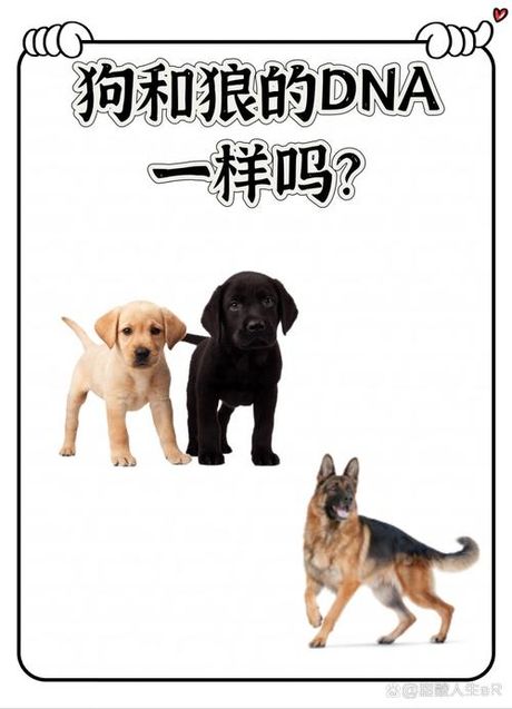 狗和狼可以繁殖吗，狗和狼可以繁殖后代吗？