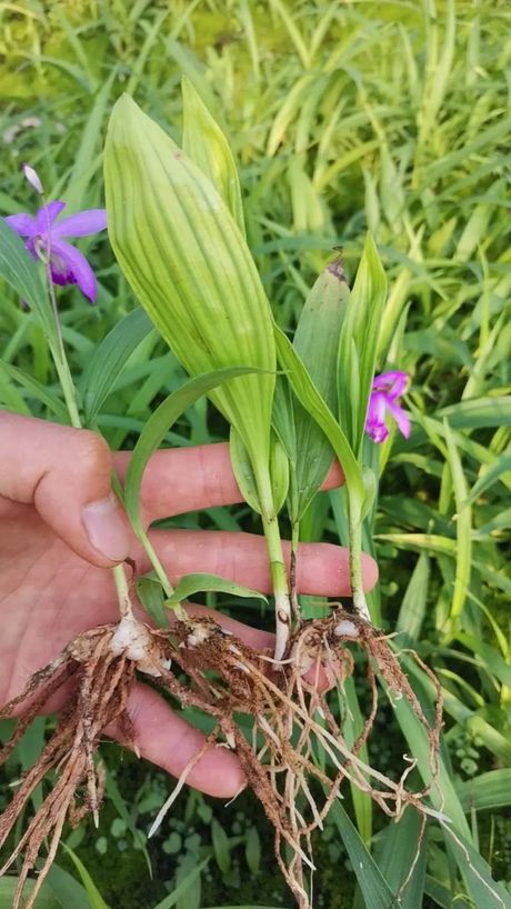 白芨亩产知多少：揭秘这种珍贵药材的产量之谜