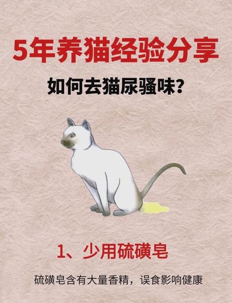 猫尿味怎么去除：多方法综合解析