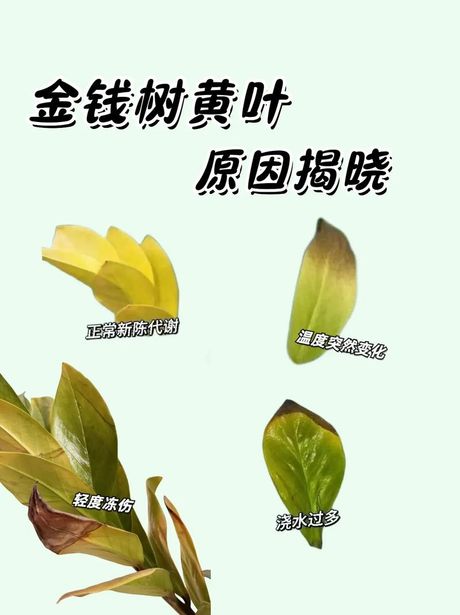 金钱树叶子发黄是什么原因