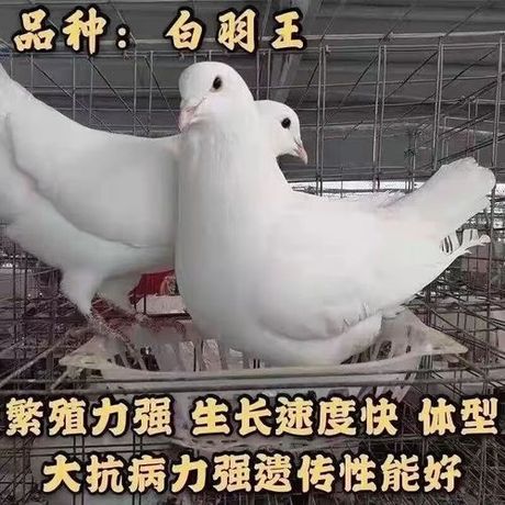 鸽子的繁殖周期