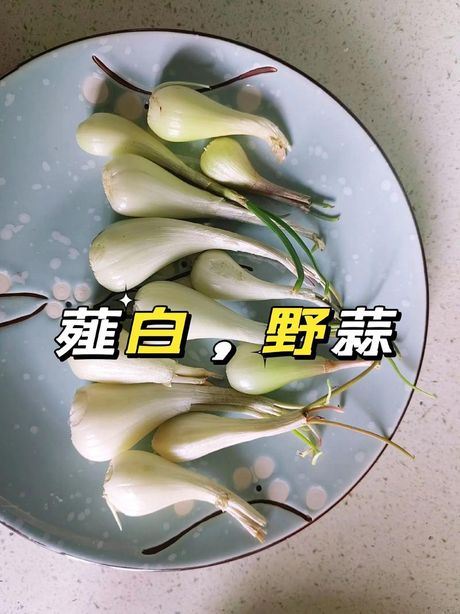 薤白怎么读：探索这个独特汉字的发音
