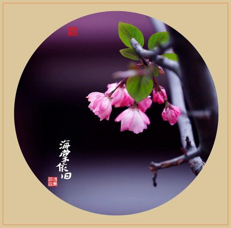 海棠依旧是什么意思啊，“海棠依旧”是什么意思？