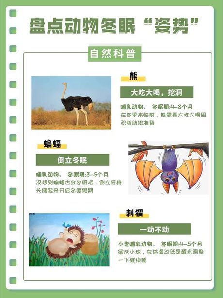 蝙蝠怎么读，探索“蝙蝠”的正确读音