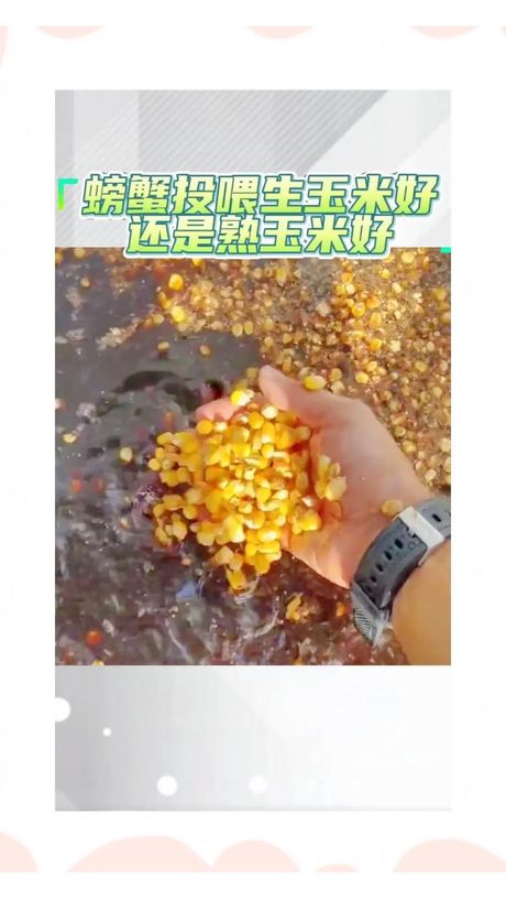 螃蟹和玉米可以一起吃吗？