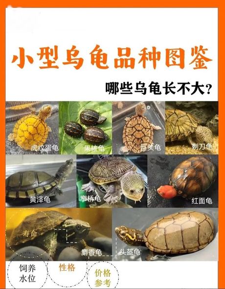 探索“龟龟”：一词多义的语言现象