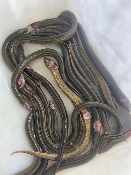 黄鳝：一种独特的水生生物