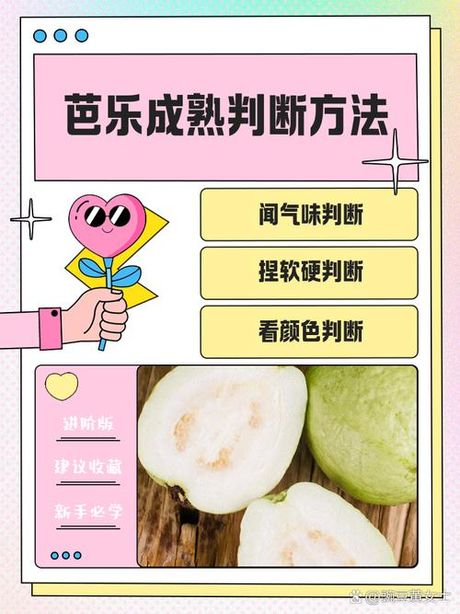 芭乐怎么算熟了，如何判断芭乐是否成熟