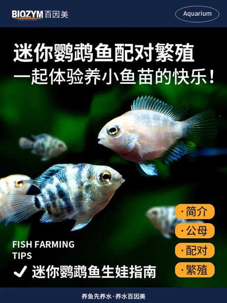 鹦鹉鱼的繁殖奥秘
