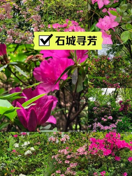 寻芳：探寻花卉之美