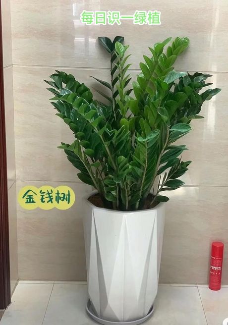 金钱树的养殖方法