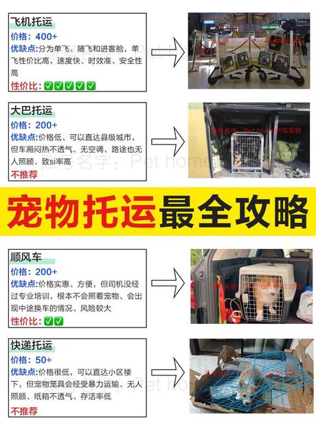 宠物怎么托运