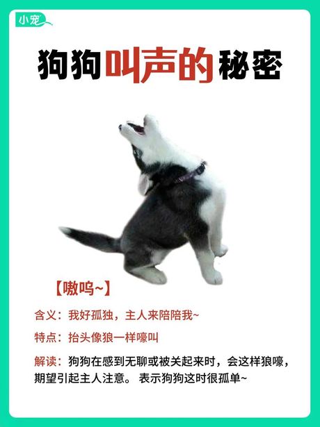 犬吠声的秘密：你的狗狗在说什么？