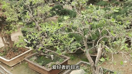 罗汉松：独特魅力与市场动态
