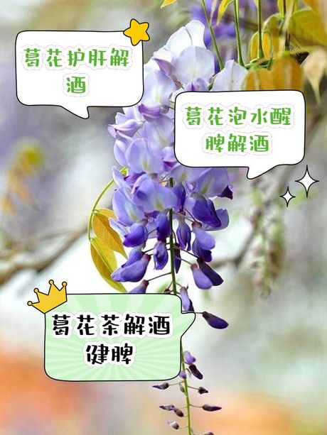 葛花：食用方法与营养价值