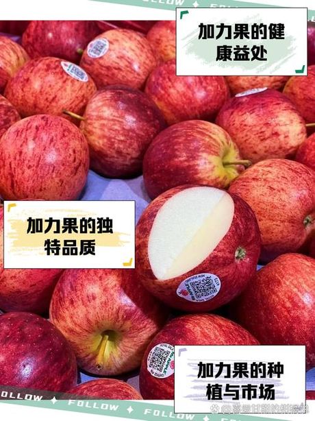 加力果产地在哪里，加力果的产地及特点