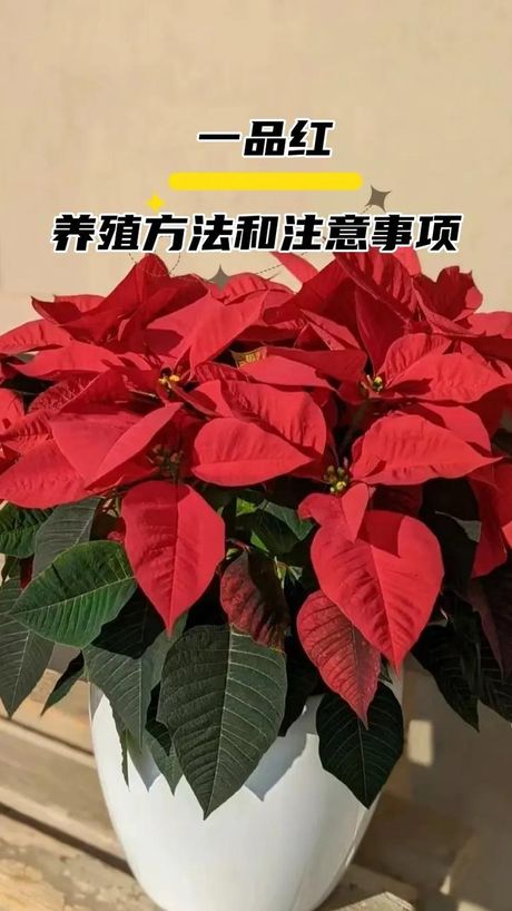 一品红养殖方法
