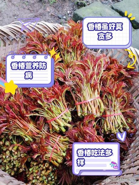 香椿苗：独特的风味与营养价值
