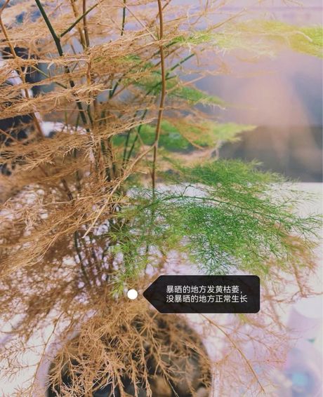 文竹叶子发黄怎么挽救：综合指南