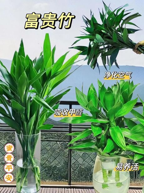 观音竹冬天怎么养