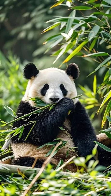 大熊猫的最爱：竹子