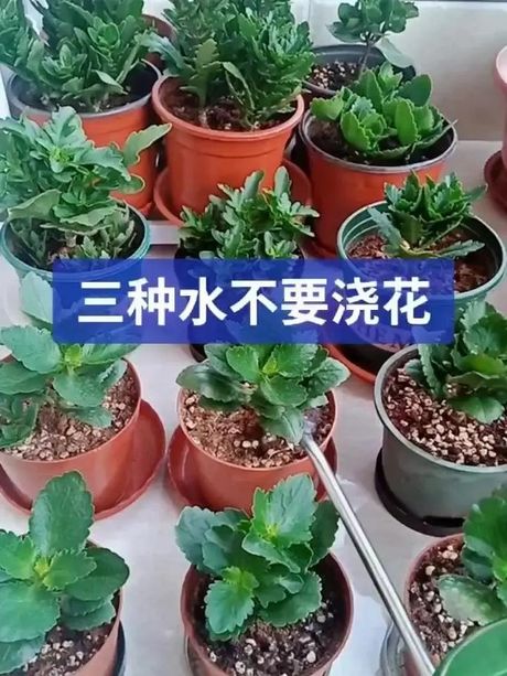 空调水可以浇花？揭秘空调水对植物的影响