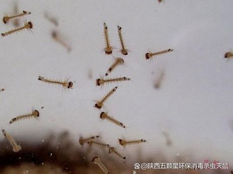 孑孓的意思