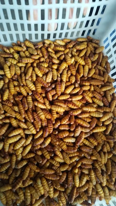 蚕蛹的价格因素
