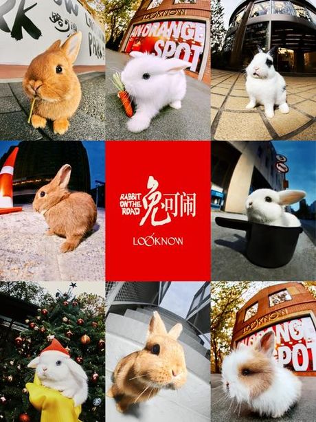 探索“rabbit”的发音奥秘