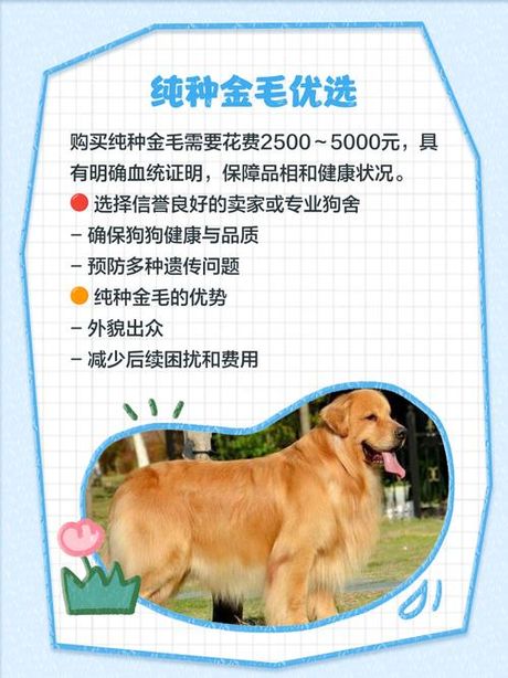 金毛狗价格多少钱一只，金毛犬市场价格分析及选购指南