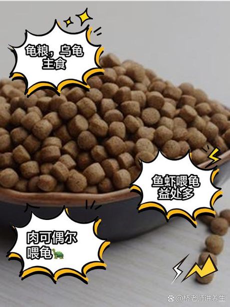 小乌龟可以吃熟米饭吗？