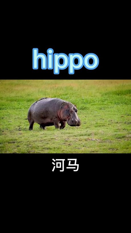 河马英文怎么读