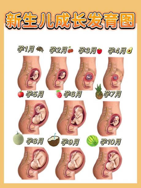 胎儿大小：从孕育到出生的发育过程