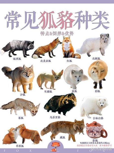 狐狸怎么叫？
