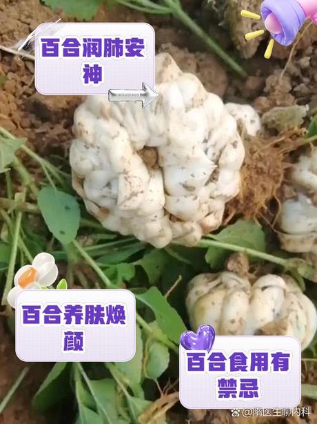 百合的功效与作用及食用方法