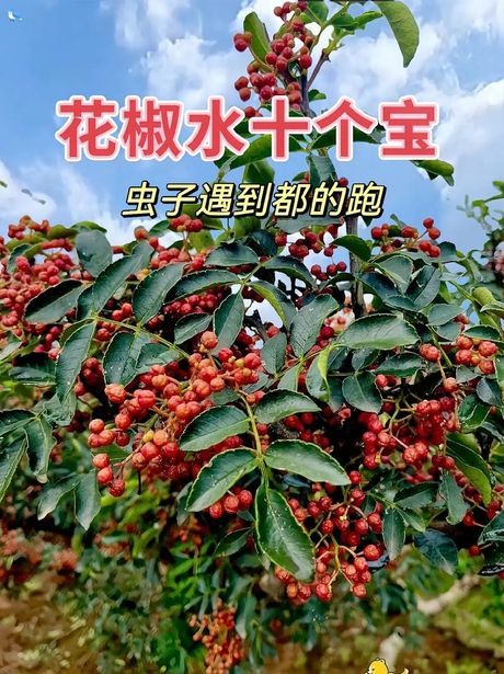 花椒种植：5亩地的利润分析
