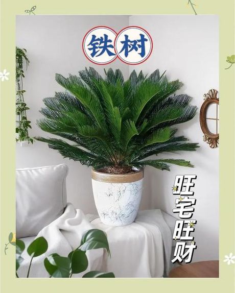 铁树放在哪里风水最好，铁树的风水摆放位置及作用